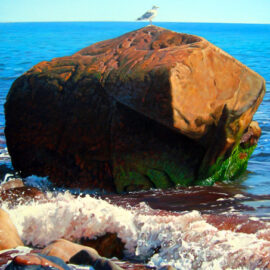 Seagull Perched Seascape Painting by Rhode Island Artist Charles C. Clear III