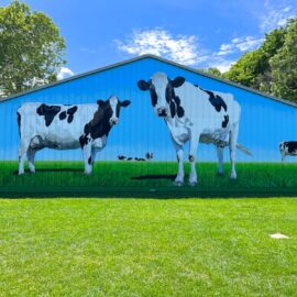 Giant Cows Painted on Barn by Mural Artists Charles C. Clear III and Bonnie Lee Turner